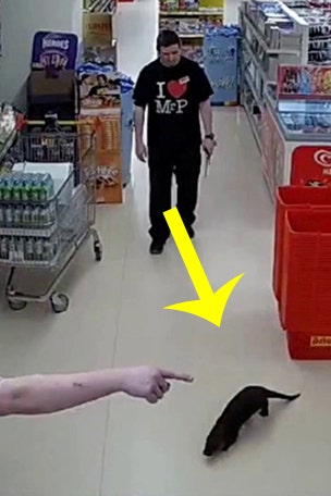 Supermarket gets unwanted guest