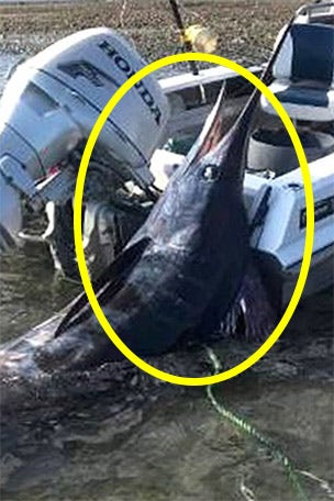 'I basically tied it up alongside the boat'