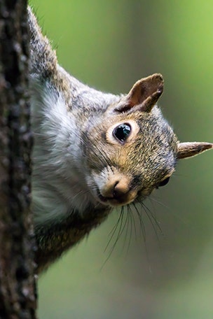 Off the plane, or we take the squirrel