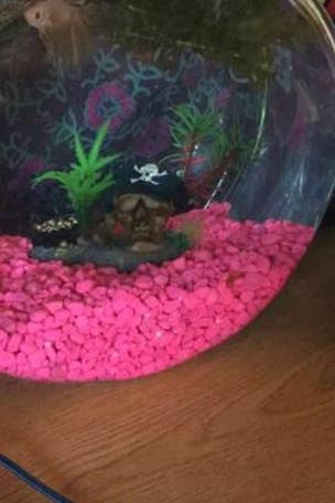 Passenger forced to leave pet fish at airport, she claims