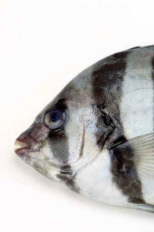 'Tsunami fish' found seven years later