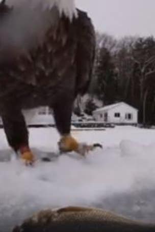 Bald eagle steals fisherman's first catch in amazing video