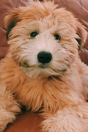 Couple claims dog-walker tried to hide it…
