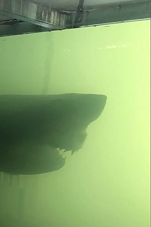 'Mysterious' ghost shark found