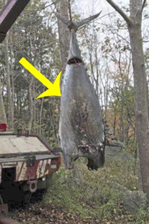 Fisherman in big trouble for this