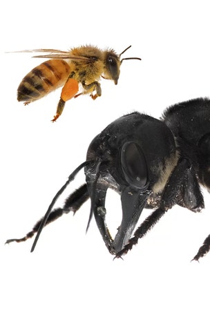 World's largest bee with giant fangs discovered
