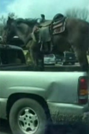 Watch: horse rides truck