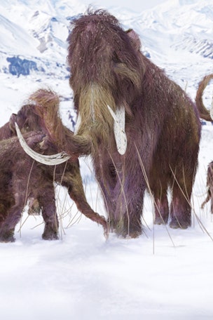 Mammoth cells brought back to life