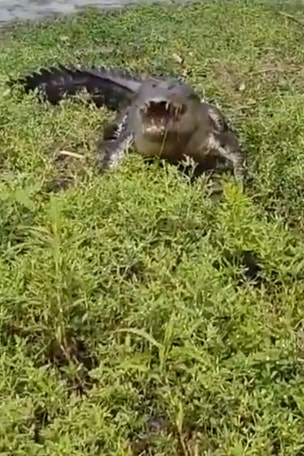 WILD VIDEO: Fishermen narrowly escape croc