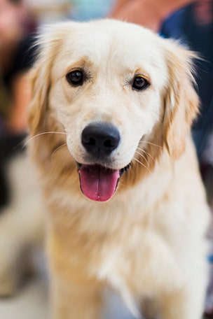 Vegan pet-owners starting controversial trend
