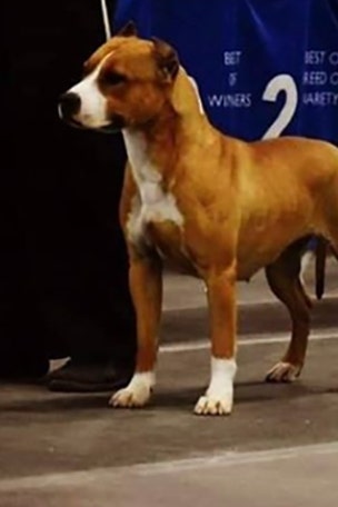 Show dog goes missing at airport