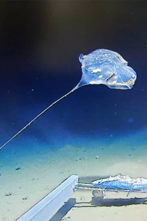 Living 'balloon on a string' found