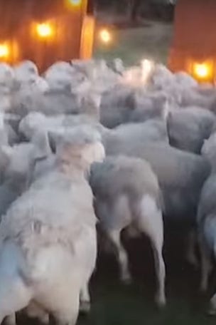 California backyard invaded by sheep