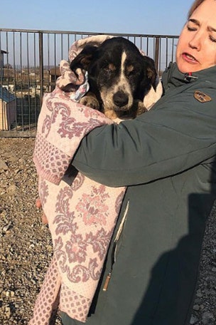'Dead' dog digs out of own grave