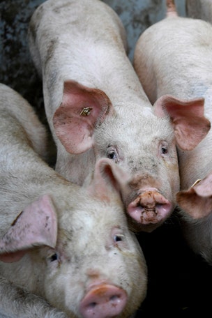 Scientists partially revive dead pigs' brains
