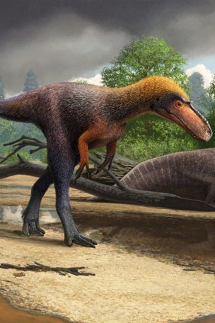 Amazing dino discovery