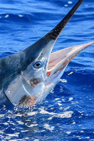 SEE IT: Marlin gores fisherman