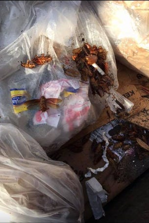 GROSS PICS: Why this Fla. restaurant closed
