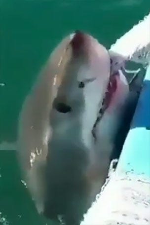 Shark plays 'tug of war' with fisherman