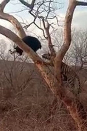 Watch bear’s amazing escape from tiger