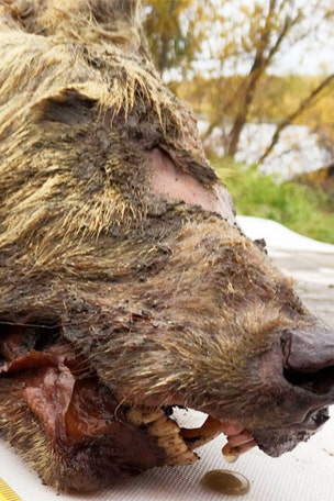 Severed head of giant wolf discovered