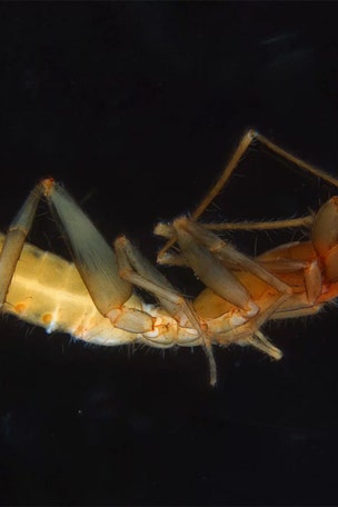Bizarre arachnid does WHAT?