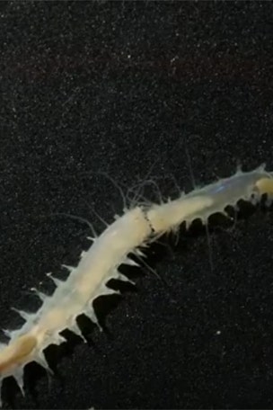 Tiny fighting worm does WHAT?