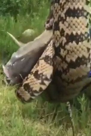 Man fights snake for fish