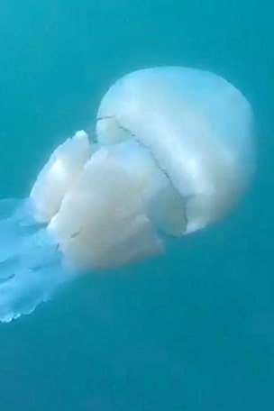 Invasion of the giant jellyfish?