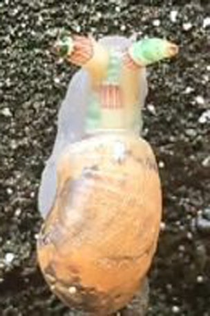 Creepy 'zombie snail' DOES WHAT?