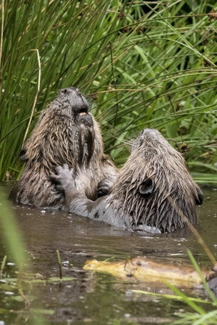 Beavers get into serious slap fight