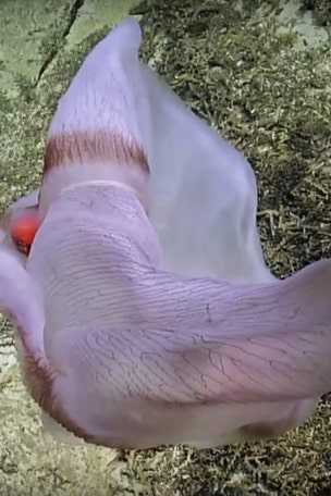 Mysterious jellyfish found
