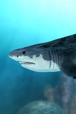 What if there were no sharks?
