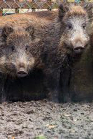 Huge feral hog caught