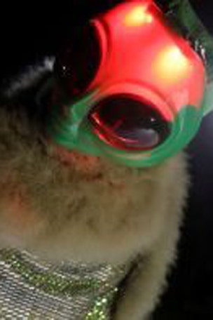 'Storm Area 51' in pictures