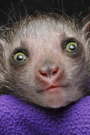 'Omen of Evil' baby lemur born