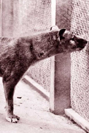 Tasmanian tiger found 80 years after ‘extinction’?