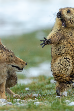 Fox battles rodent in stunning pic