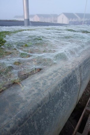 Giant spiderweb SHOCKER
