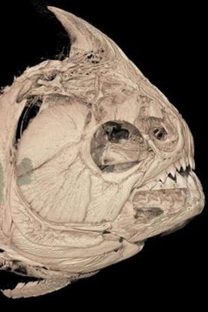 Piranha teeth stun researchers