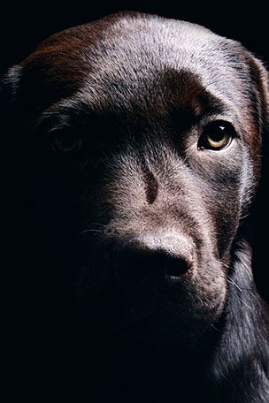 This hurts dogs in the long term