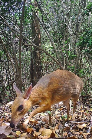 Same-sex behavior in animals all along?