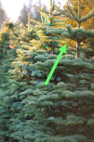 No TREES for the holidays?