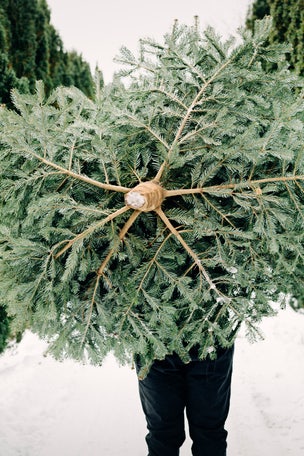Tips to keep your Christmas tree ALIVE