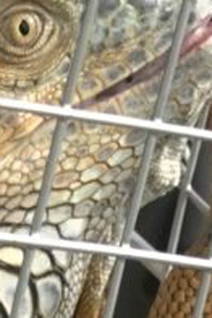 Florida’s iguana drama