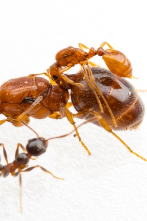'Rodeo ants' discovered WHERE?