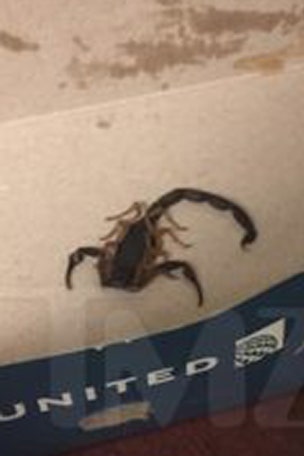 SCORPION stings woman on airplane