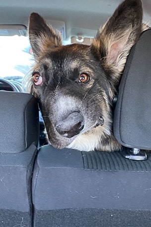 'WONKY' dog gets adopted