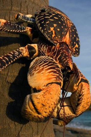 ‘Monster’ crabs do WHAT?