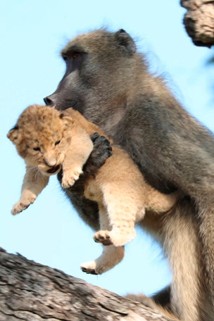 Amazing pics: Baboon STEALS lion cub